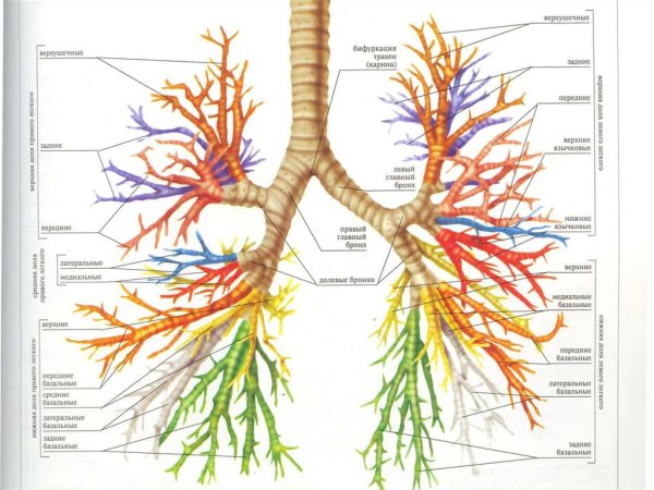 Бронхи это в биологии