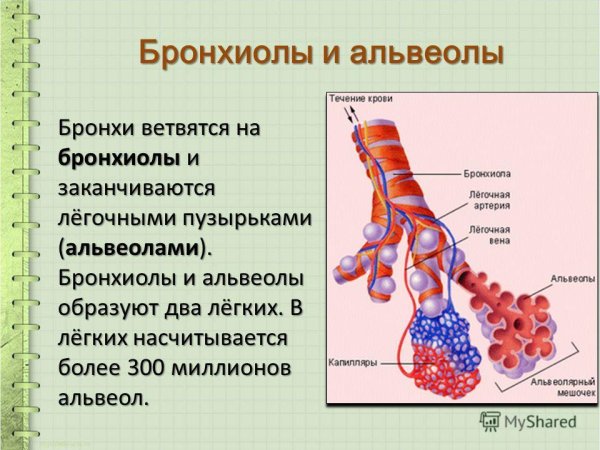 Бронхи бронхиолы альвеолы гистология