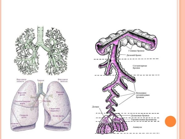 Строение бронхиального дерева человека анатомия