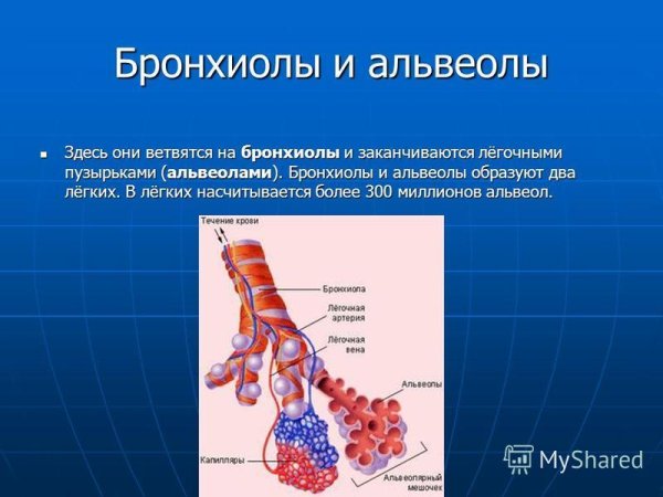 Схема строения легочного ацинуса