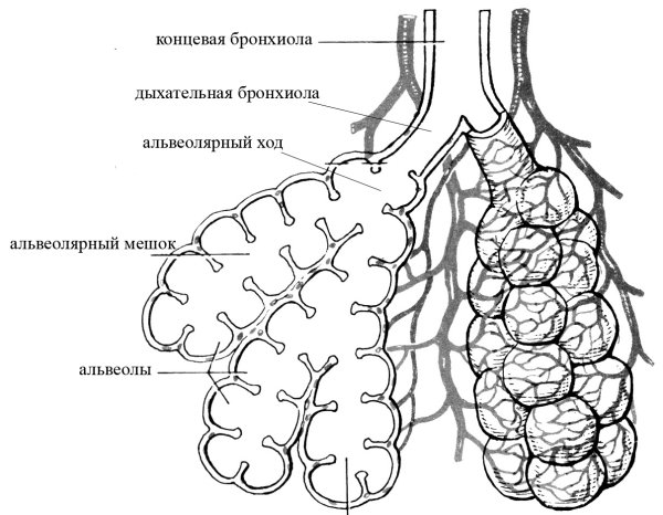 Бронхи бронхиолы альвеолы гистология