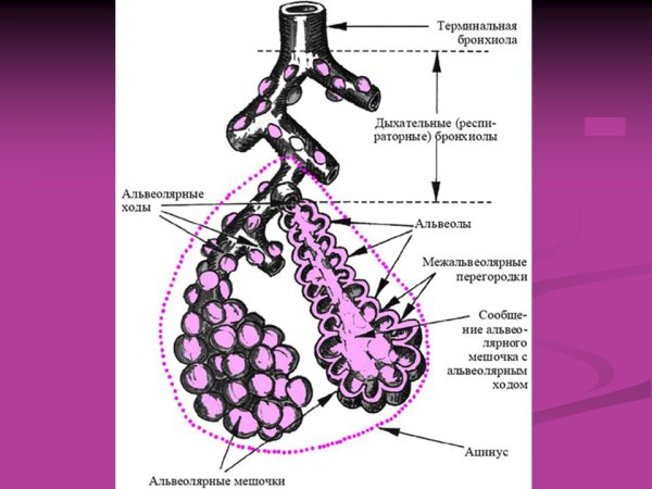 Капилляры альвеол