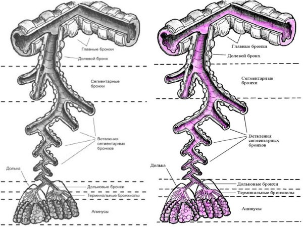 Строение лёгких ацинус