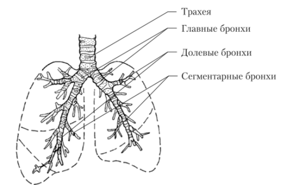 Строение трахеи бронхов и легких