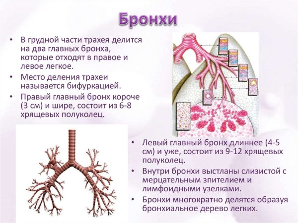 Главные бронхи строение