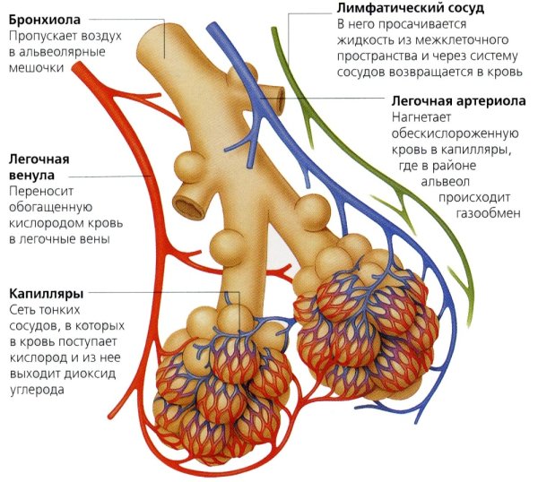 Бронхиальное дерево сегментарные бронхи