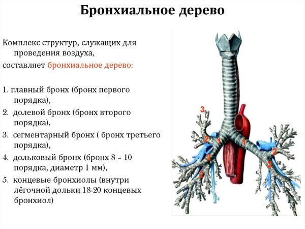 Строение воздухоносных путей и респираторных отделов легкого