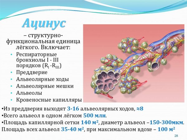 Органы дыхания человека схема