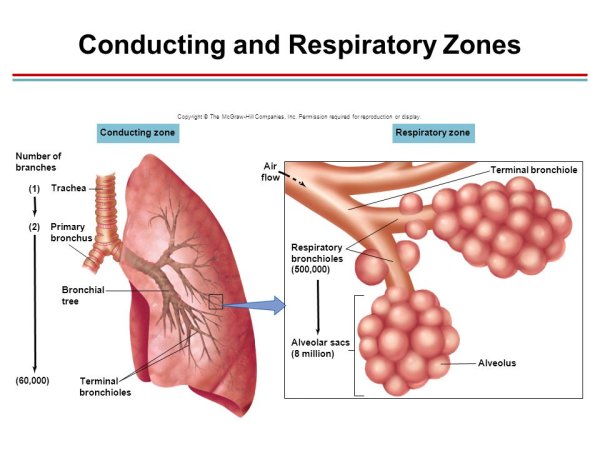 Лёгочная альвеола
