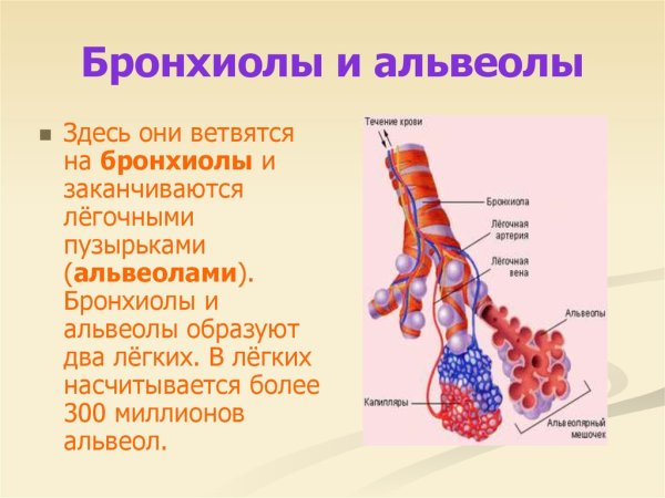 Бронхиальное дерево