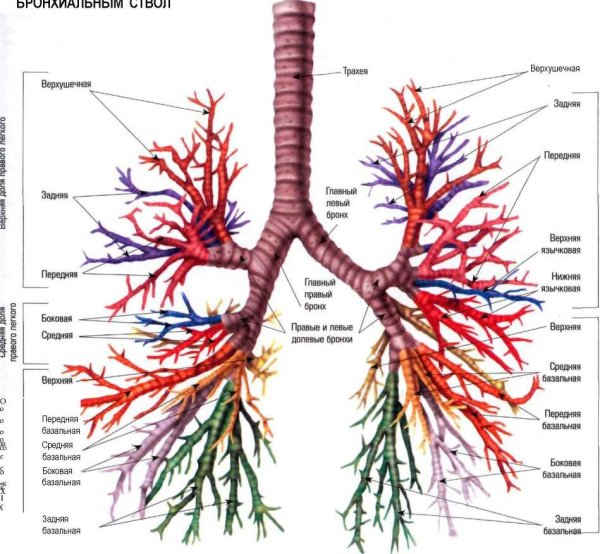 Анатомия трахеобронхиального дерева схема