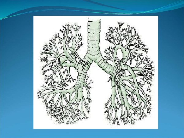 Структуры образующие бронхиальное дерево
