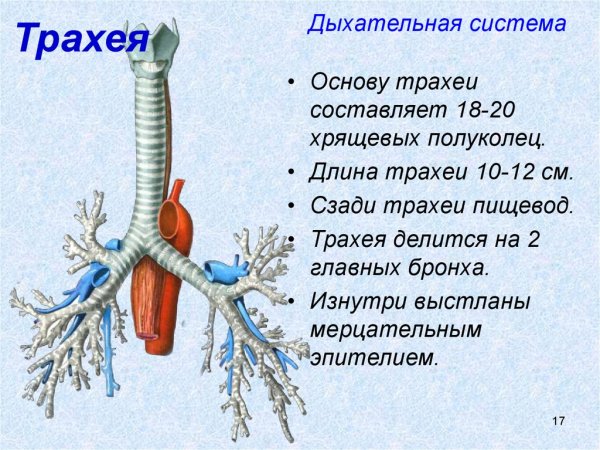 Структуры альвеолярного дерева