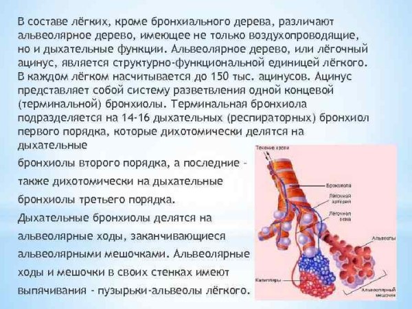 Строение альвеолы легкого