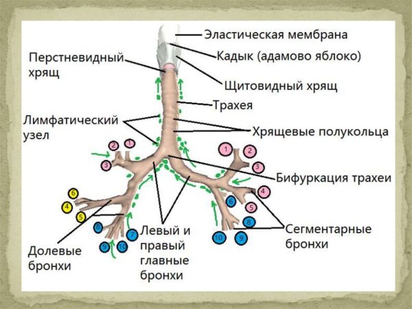 Альвеолярные пузырьки ацинус