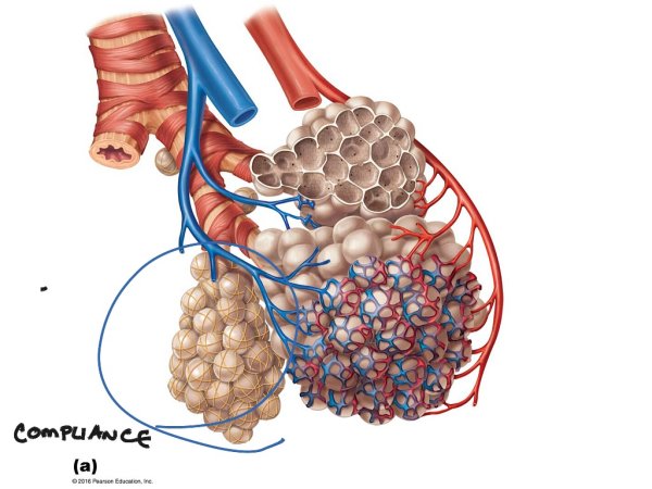 Бронхиальное дерево гистология схема