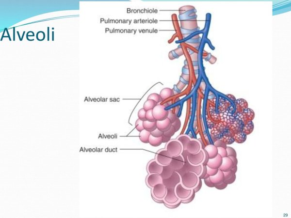 Трахея бронхиальное дерево строение