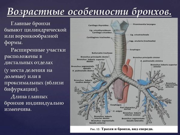 Дыхательная система бронхиальное дерево