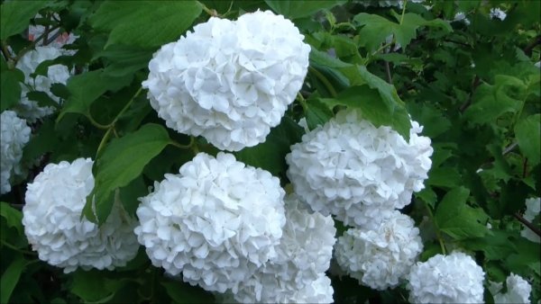 Калина бульденеж на питомнике