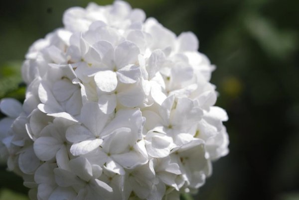 Калина бланданеш