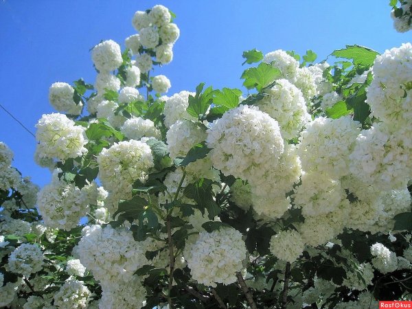 Калина бульденеж цветение