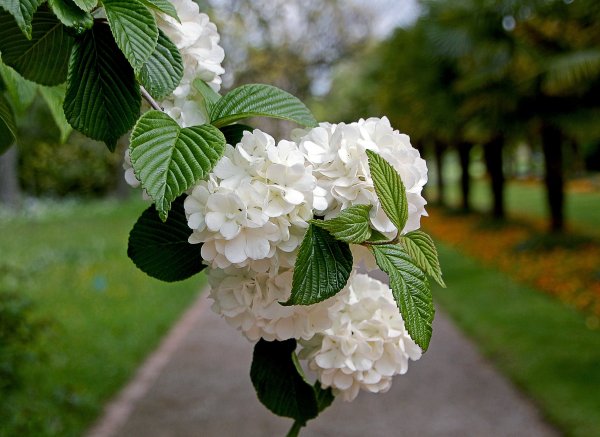 Калина декоративная бульденеж