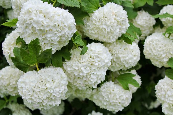 Булданешты цветы