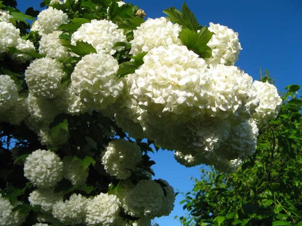 Кустарник Калина бульденеж