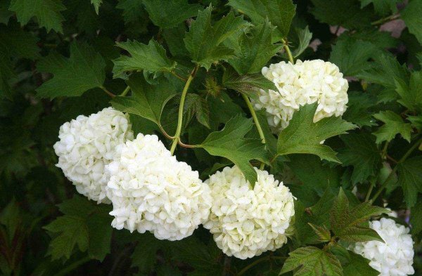 Калина бульденеж