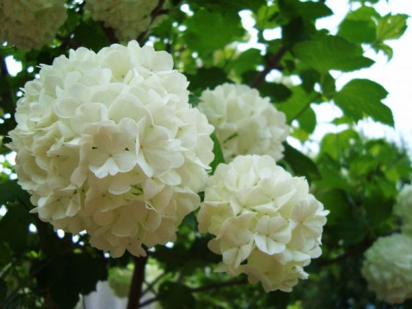 Калина бульденеж