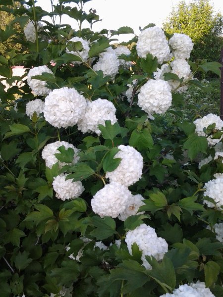 Калина декоративная бульденеж