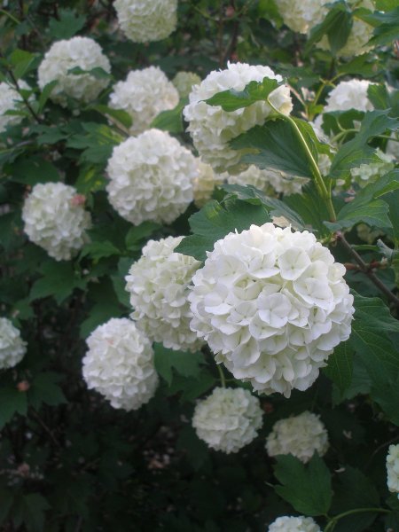 Калина бульденеж