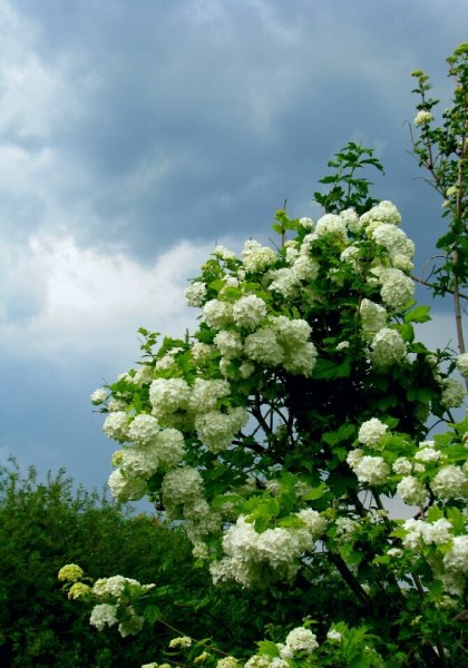 Калина бульденеж