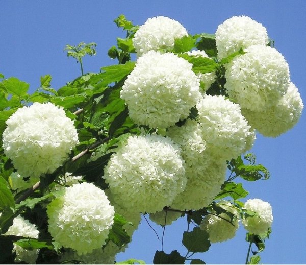 Калина декоративная бульденеж