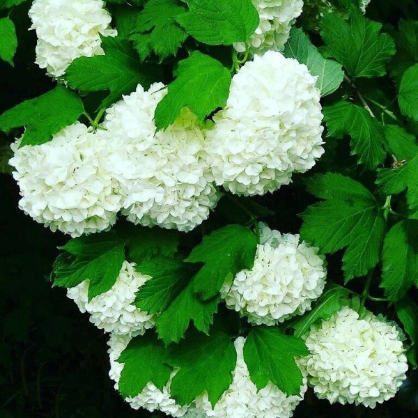 Бульденеж фиолетовый