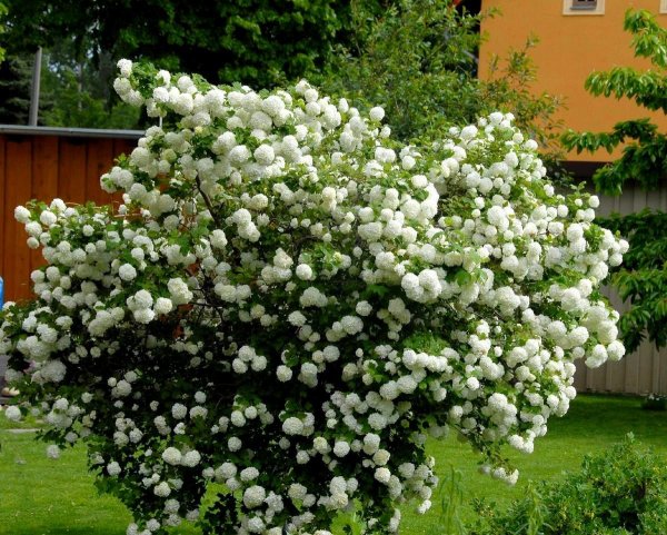 Калина бульденеж