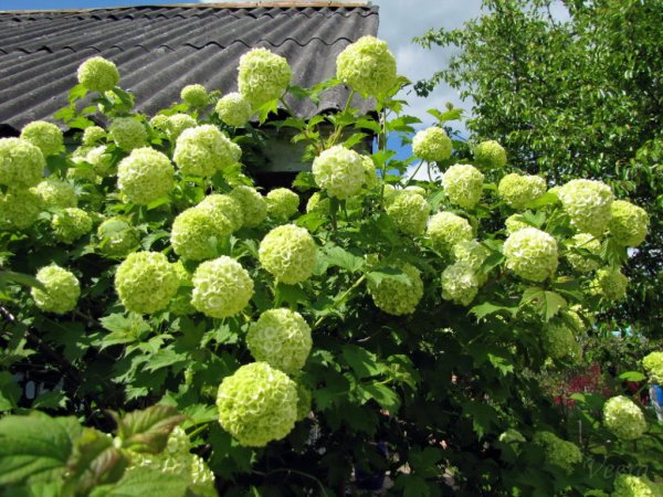 Калина декоративная бульденеж