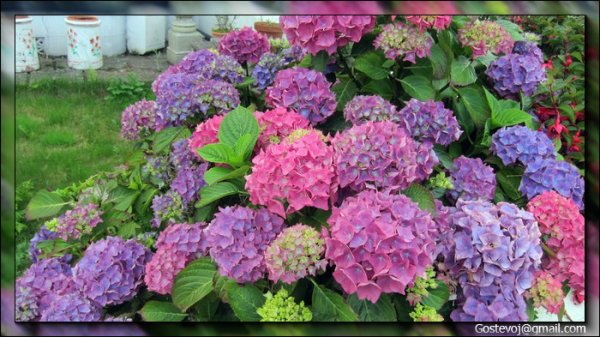 Бульденеж кустарник