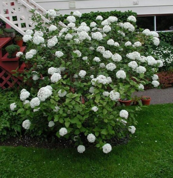 Цветы белые георгины