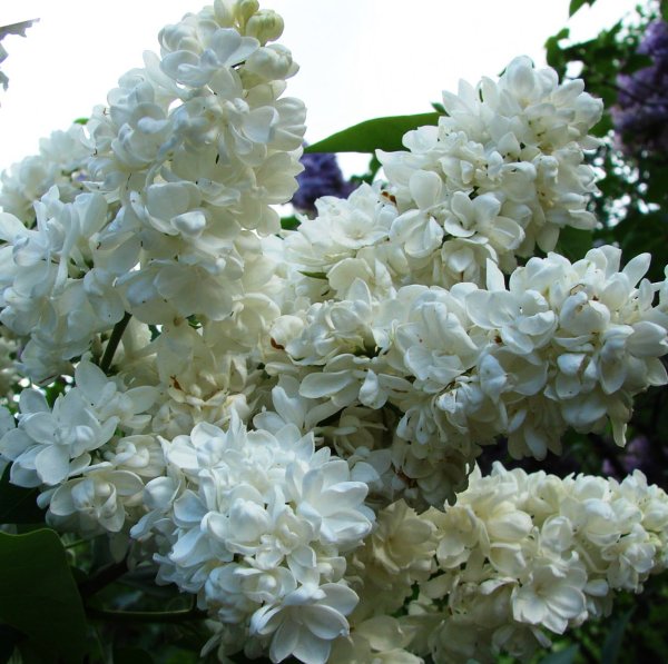 Пузыреплодник бульденеж