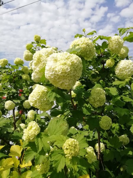 Спирея бульденеж