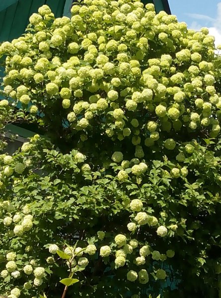 Сирень и Жасмин