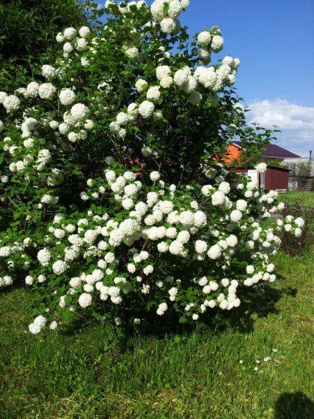 Жасмин цветы