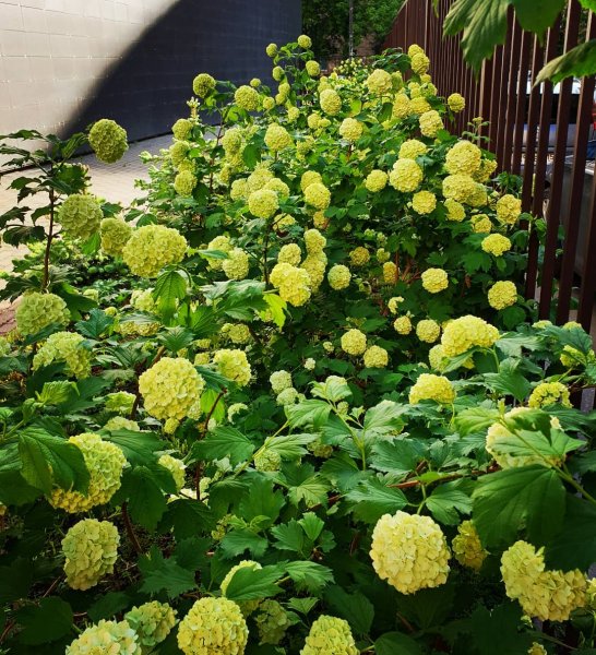 Лотус растение