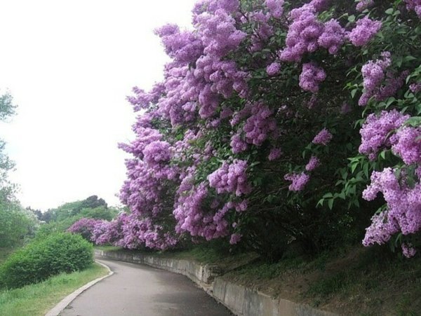 Ландыш Майский