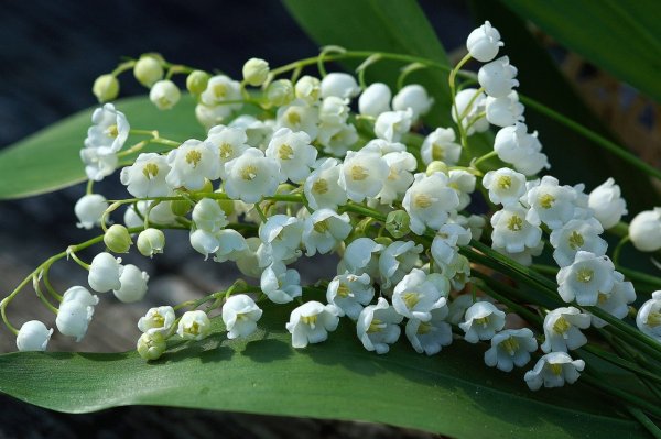 Роскошный букет