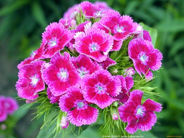 Примула белая