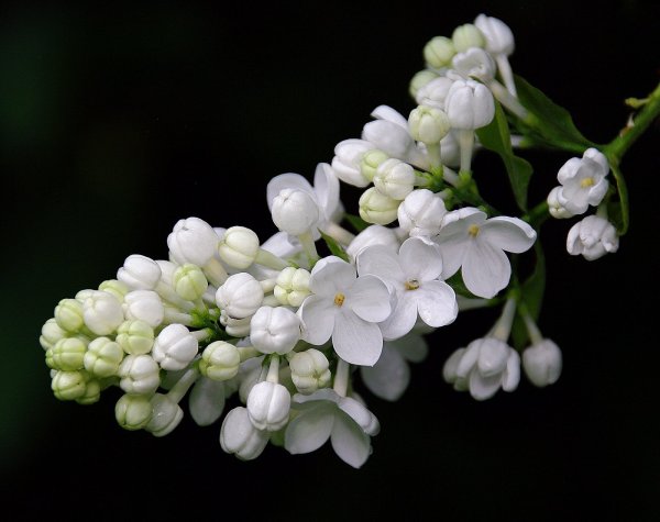 Майские цветы