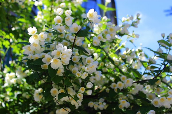 Калина бульденеж