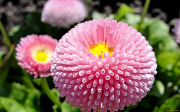 Сноу близ роза